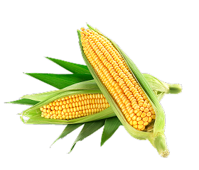 corn